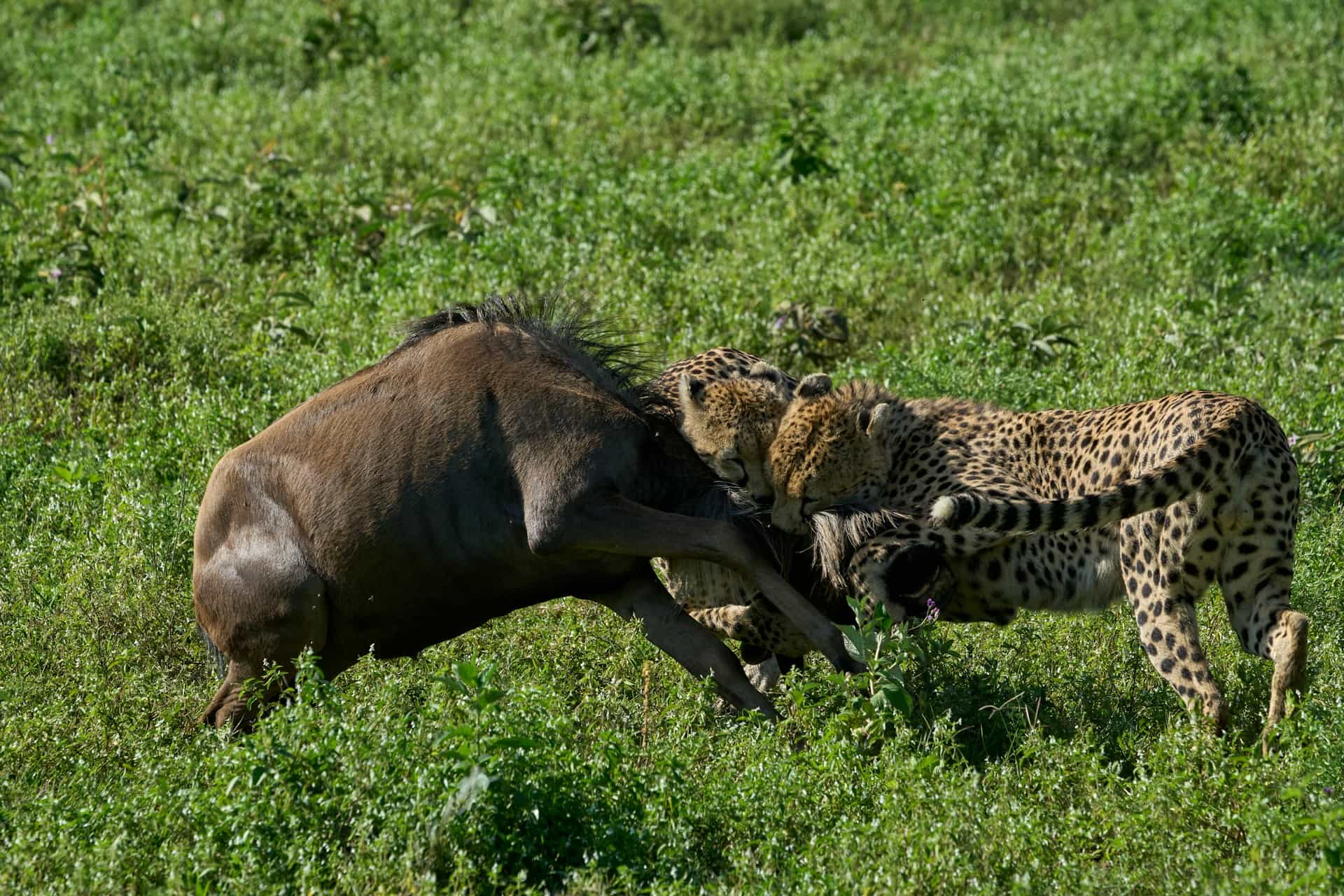 10 Days - Complete Tanzania Midrange lodge Safari