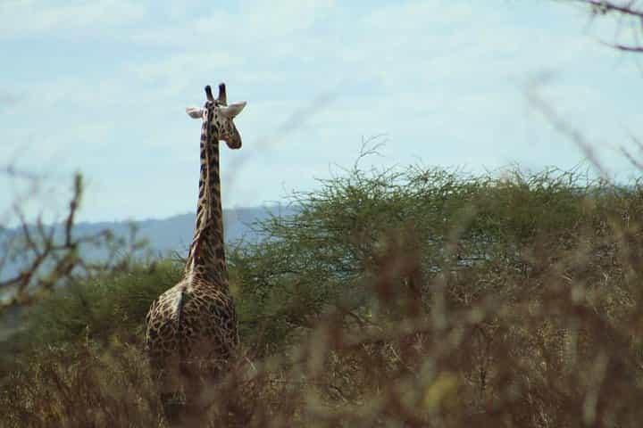 3-Day Tsavo West Safari from Mombasa