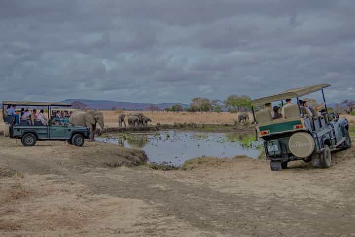 1-Day Mikumi National Park Fly-In Safari from Zanzibar