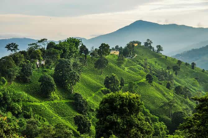 Family Escape to Ilam: 7 Days of Tea Trails & Tranquility