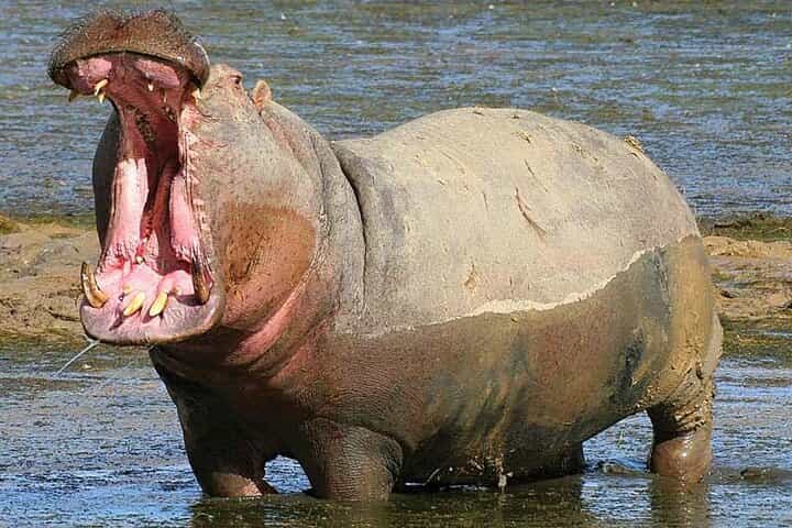 From Cape Town: Big Five Safari Tour with Wine Tasting
