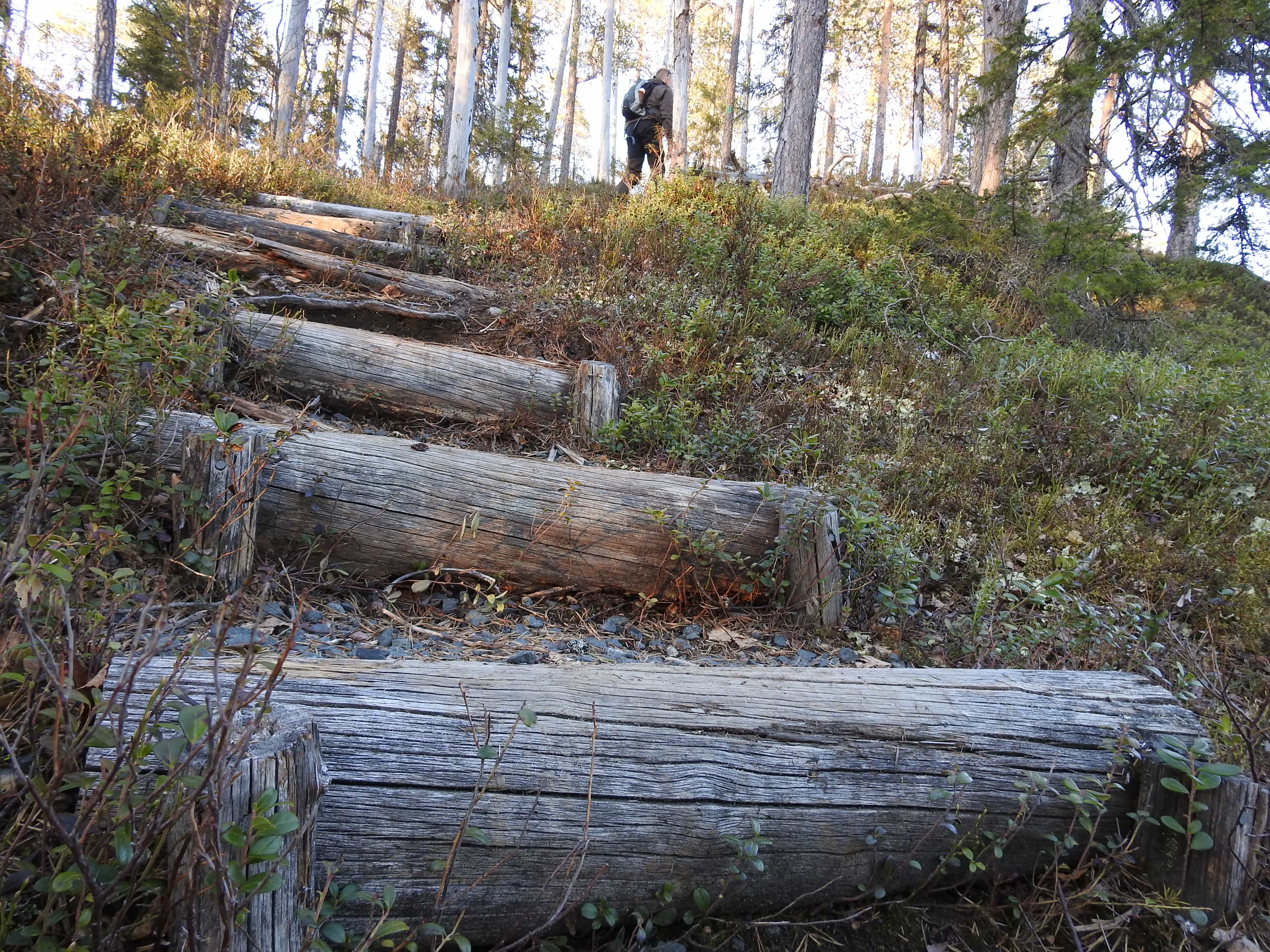 Little Bear's Summer Trail - private day hike in Oulanka National park