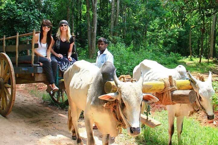 Morning & Evening Private Safaris with Village Life Experience 