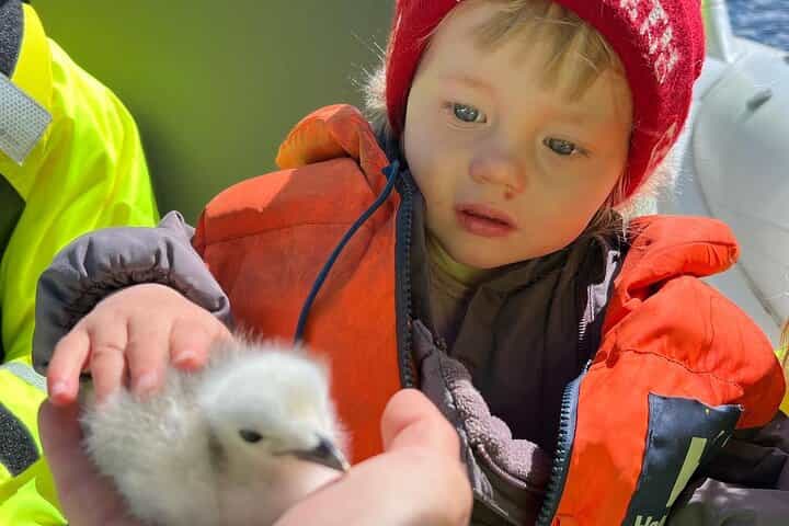 Viking Wildlife RIB Adventure