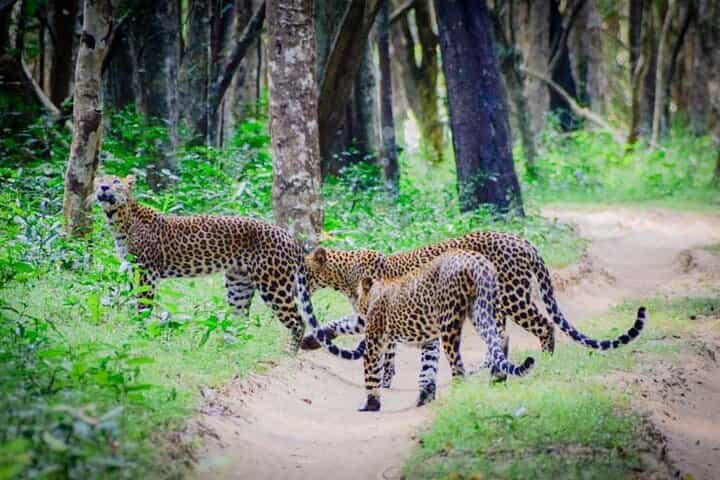 Best of Sri Lanka 14 days Luxury Private Tour