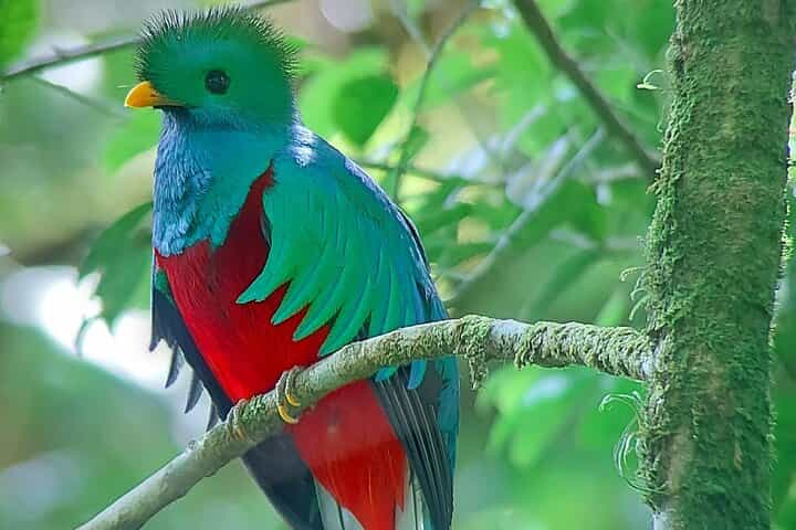 Monteverde Cloud Forest Guided Nature Walk with Local Naturalist
