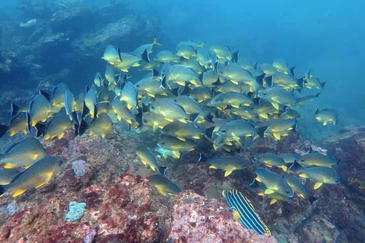 Scuba Diving in Hikkaduwa