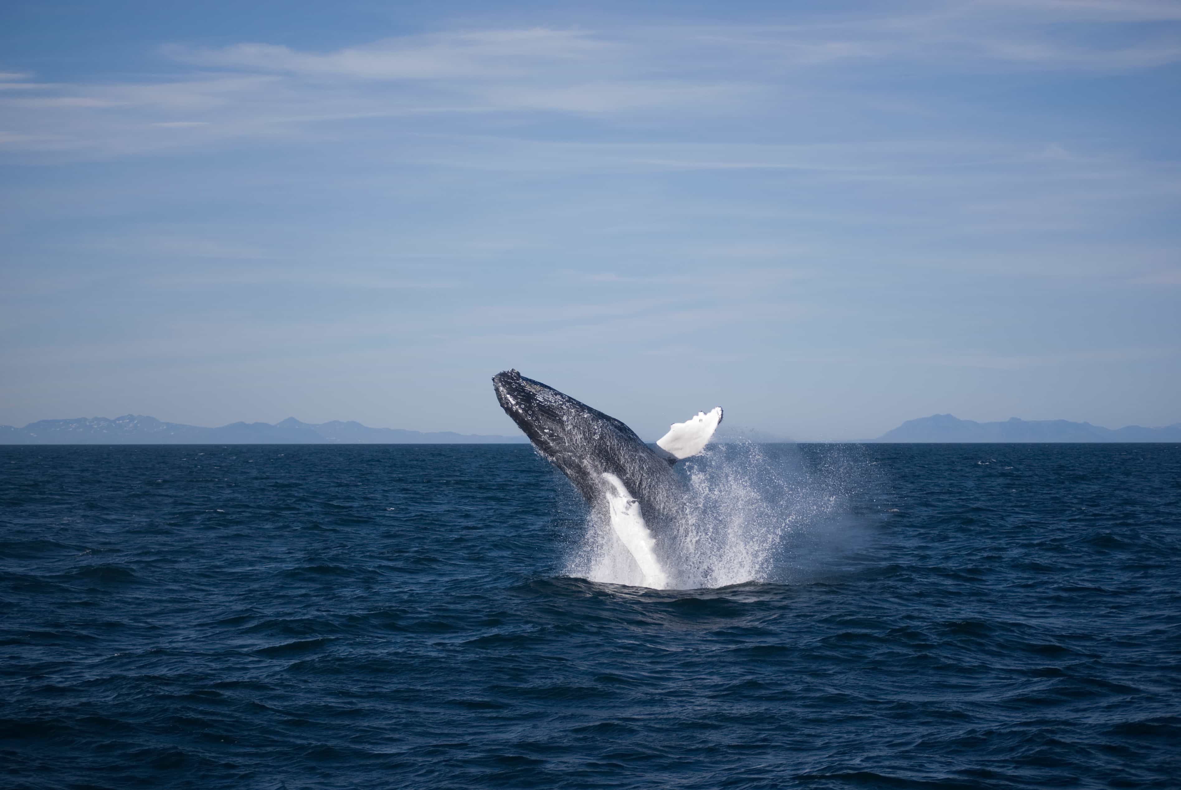 Rafting & Whale Watching
