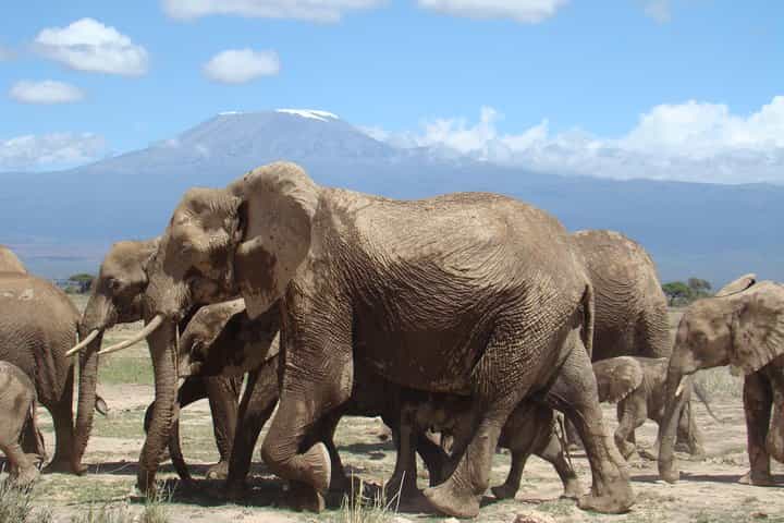 1-Day Amboseli - Mt Kilimanjaro Fly in & Road Safari 