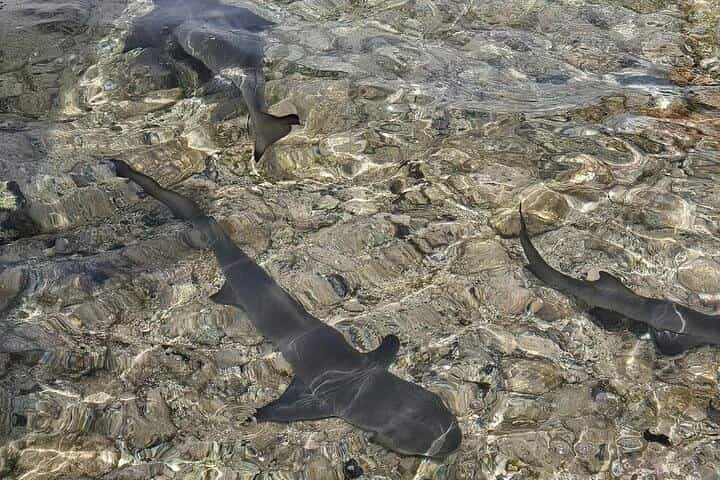 Visit the Shark Bay on the island of Sal