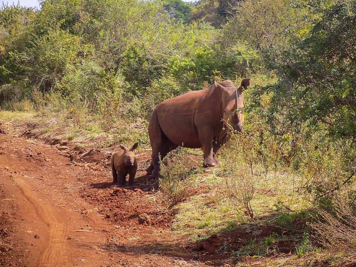 Meru National Park - Elsa’s Wilderness Retreat at Elsa’s Kopje Lodge
