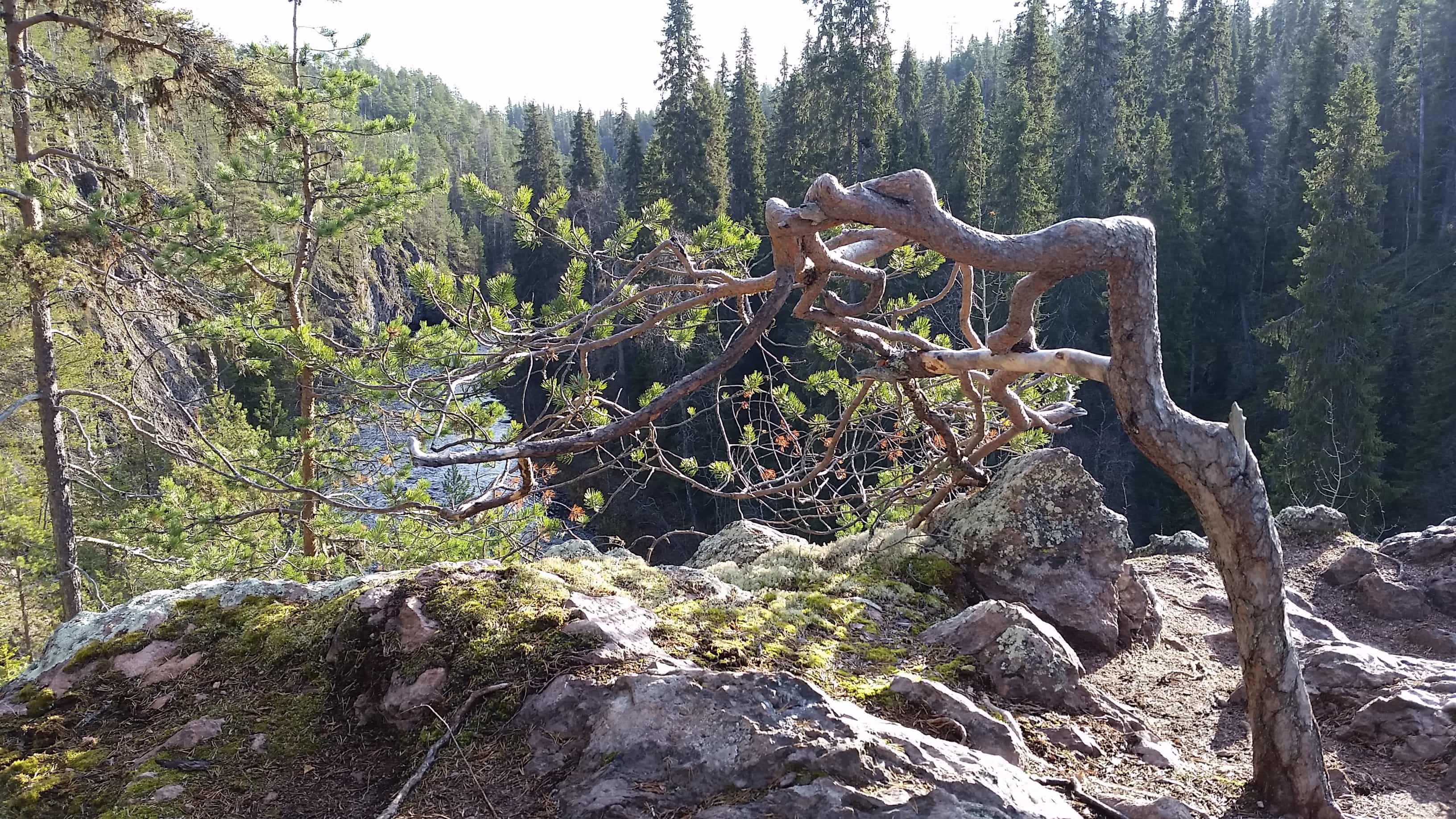 Hike into Oulanka Canyon – Old Forests & Wild River Views of southern Lapland