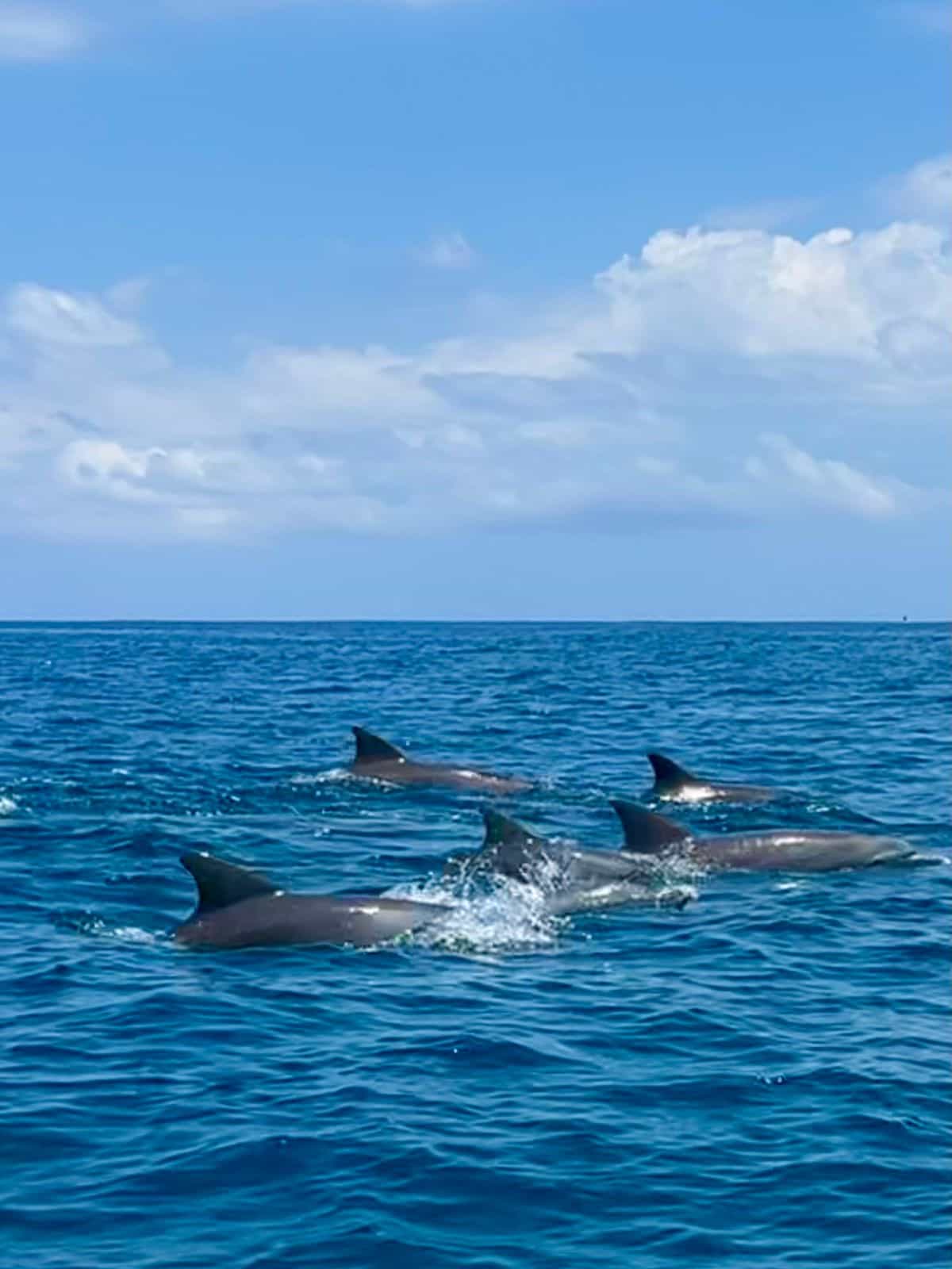 Sunrise Eco-Friendly Dolphins encounter Watching&Swimming