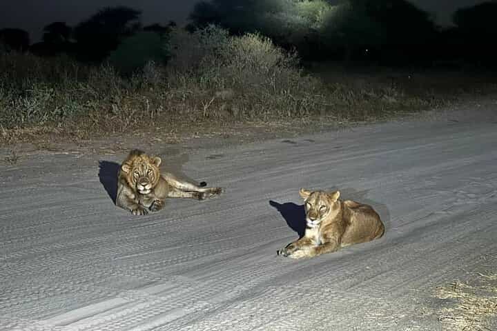 Night Game Drive at Nairobi National Park