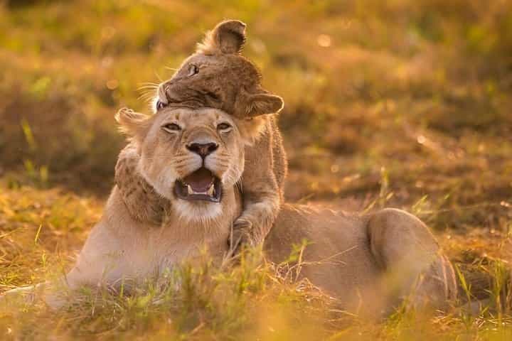 2 Days Masai Mara Group Safari in 4WD Jeep From Nairobi