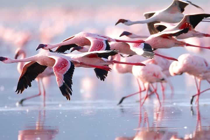 4 Days Masai Mara and Lake Nakuru Group Safari From Nairobi