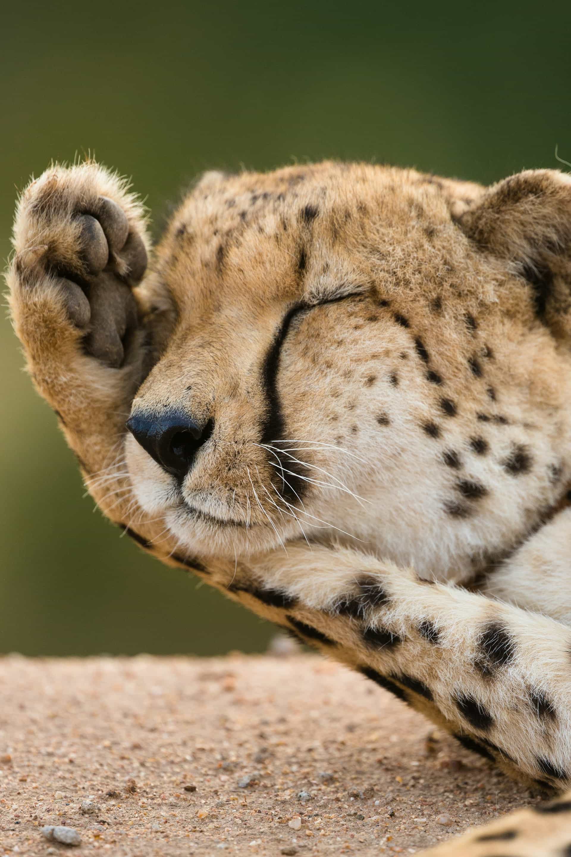 6 Days Lodge Mid Range - The Serengeti Trail & Lake Manyara