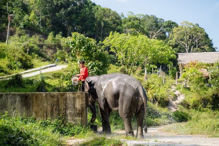 Elephant Sanctuary Small Group Tour in Phuket