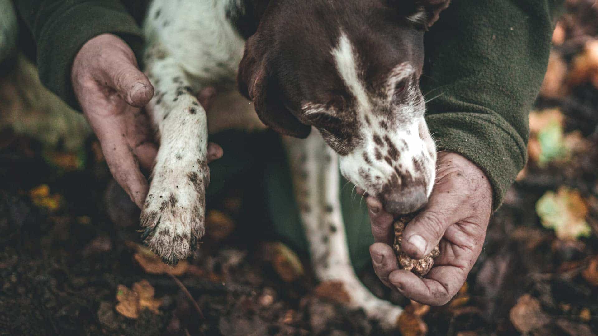 truffle hunting