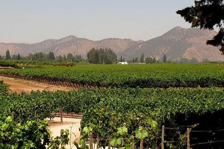 Premium Wine & Cheese Half Day Trip to Concha y Toro Marques