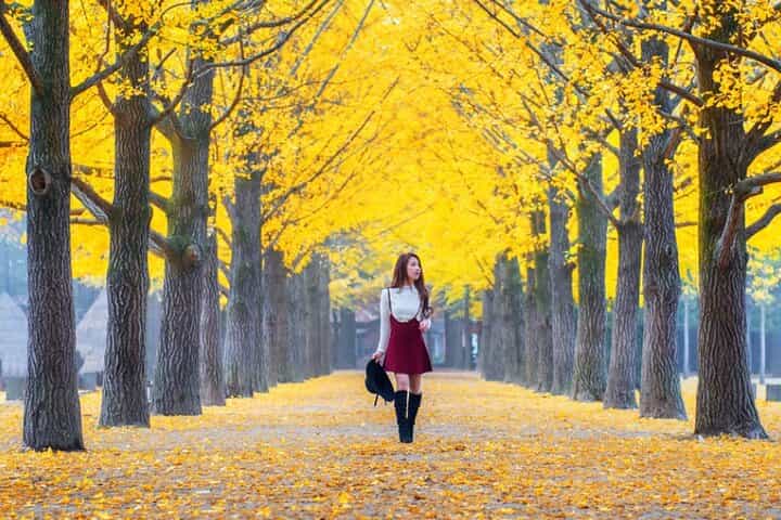 All Day Private Make your own plan tour to Nami Island and others