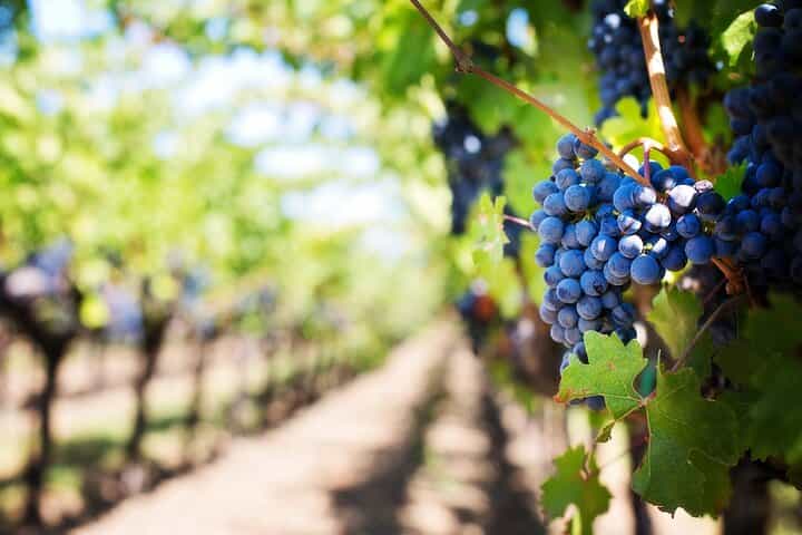 Caminos del vino desde Mendoza
