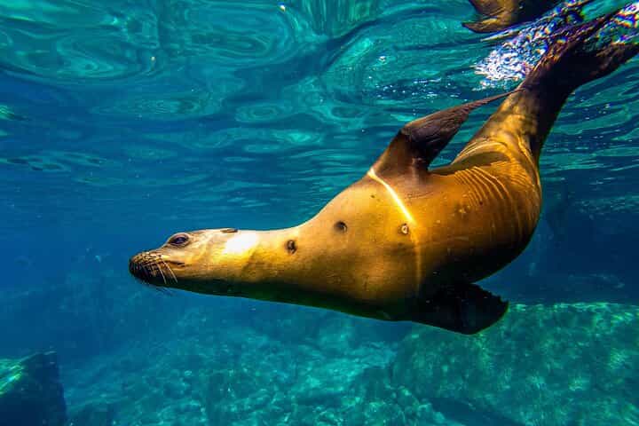 Sea Lions Snorkeling with Picnic at Espíritu Santo Archipelago