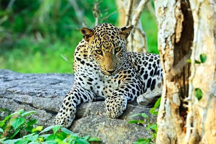 Yala National Park Safari from Mirissa