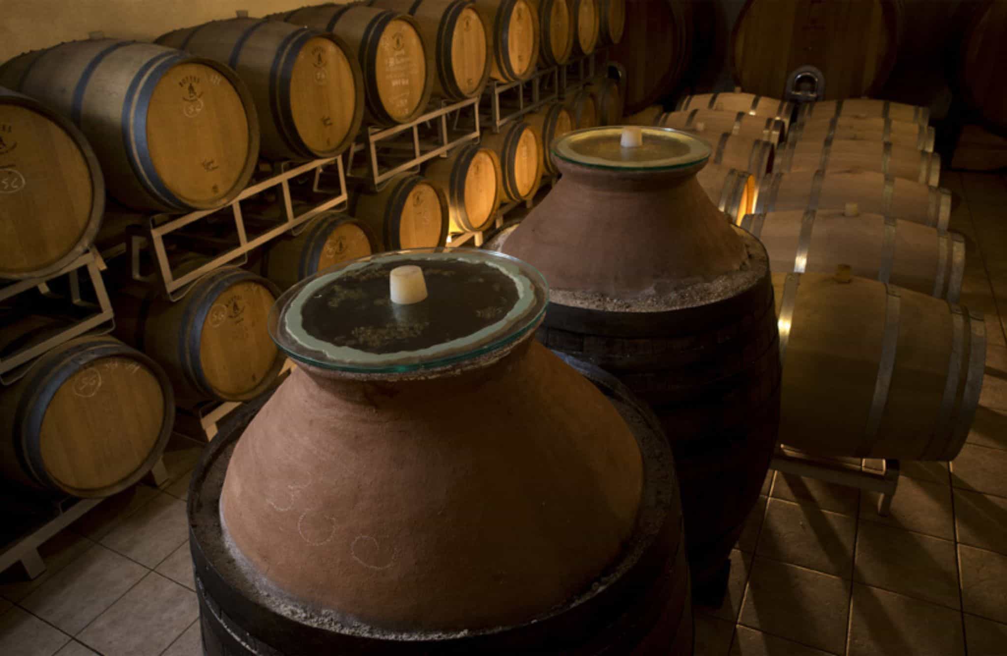 Winery Tour with Wine & Food Tasting near Riccione & Rimini