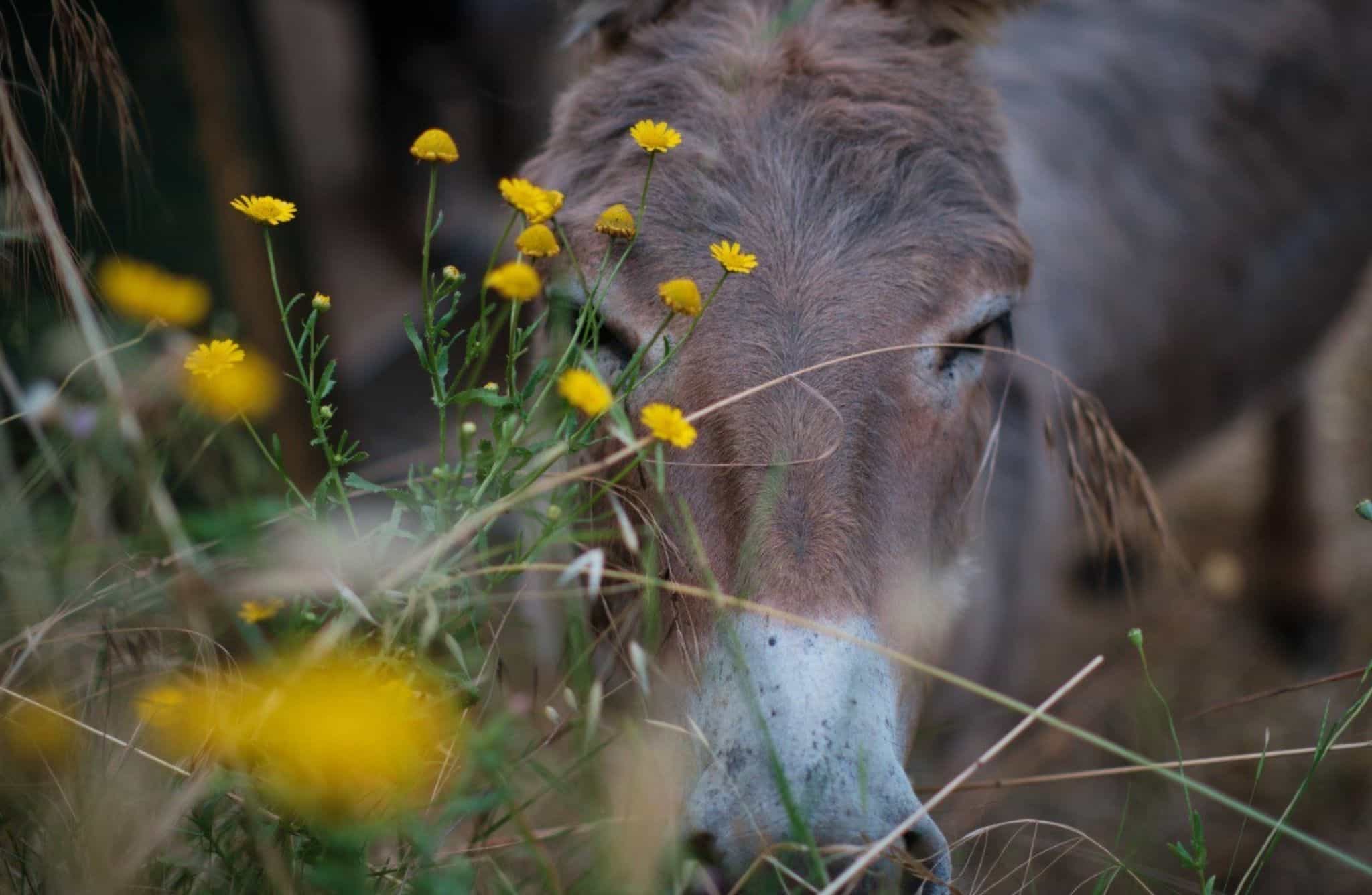 Walk with Donkeys in the Hills of Pisa