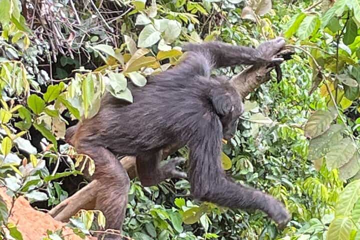 3-Days Private Chimpanzee Tracking Safari in Gombe National Park