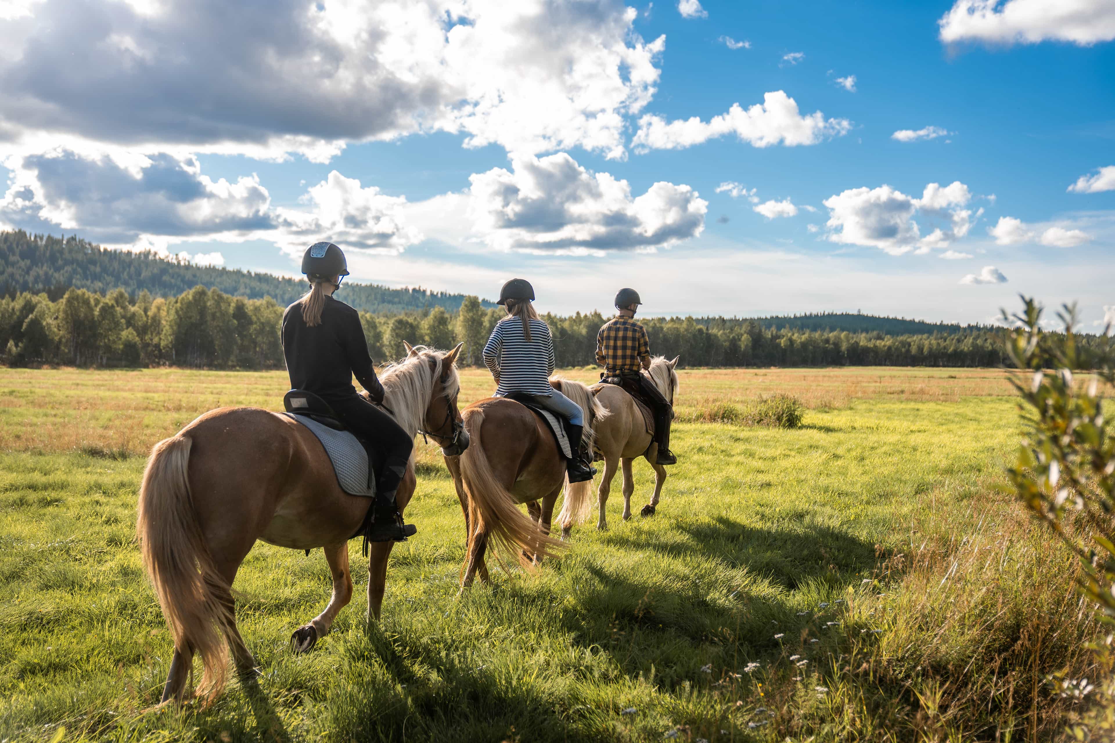Horse riding whole day at wilderness area (ADVANCED ONLY)