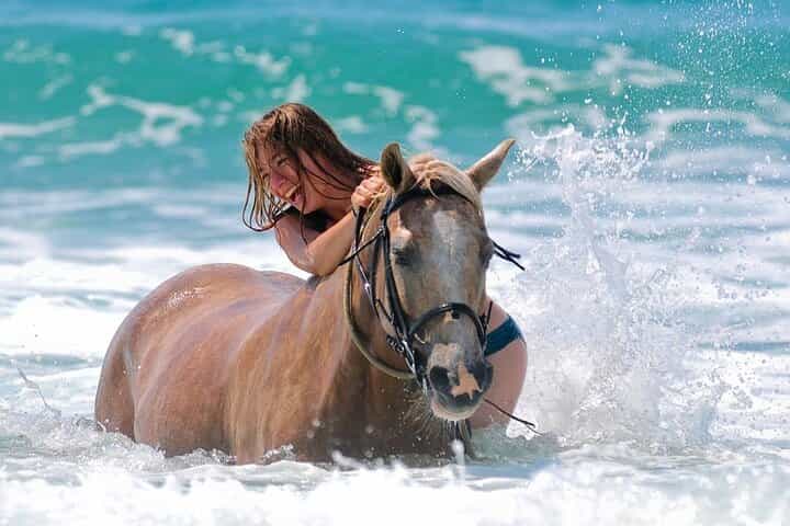 3-Hour Swim with Horses Experience in Hurghada