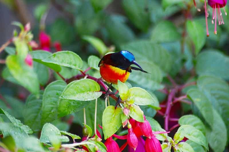 Bird Watching Doi Inthanon 