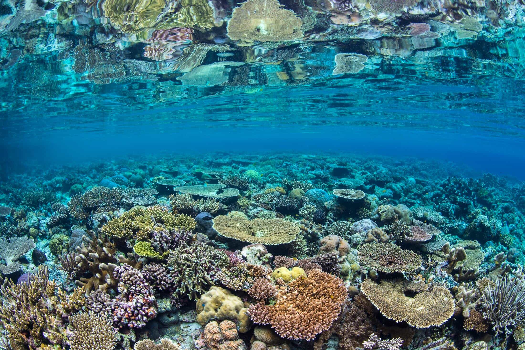 REEFlections — Tracking Coral Reef Health