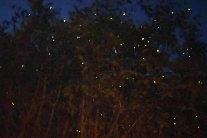 Kuala Selangor Fireflies & Blue Tears Guided Tour w Dinner (SIC)