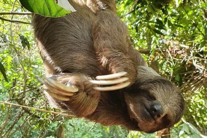 Roatan Monkey Sloth & Macaws Tour with Chocolate and Rum Tasting