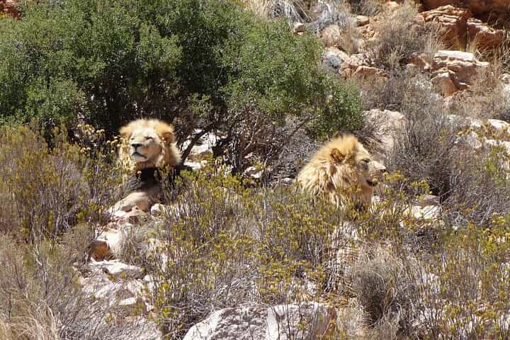 3 Days Private Wildlife Safari and Garden Route of Africa