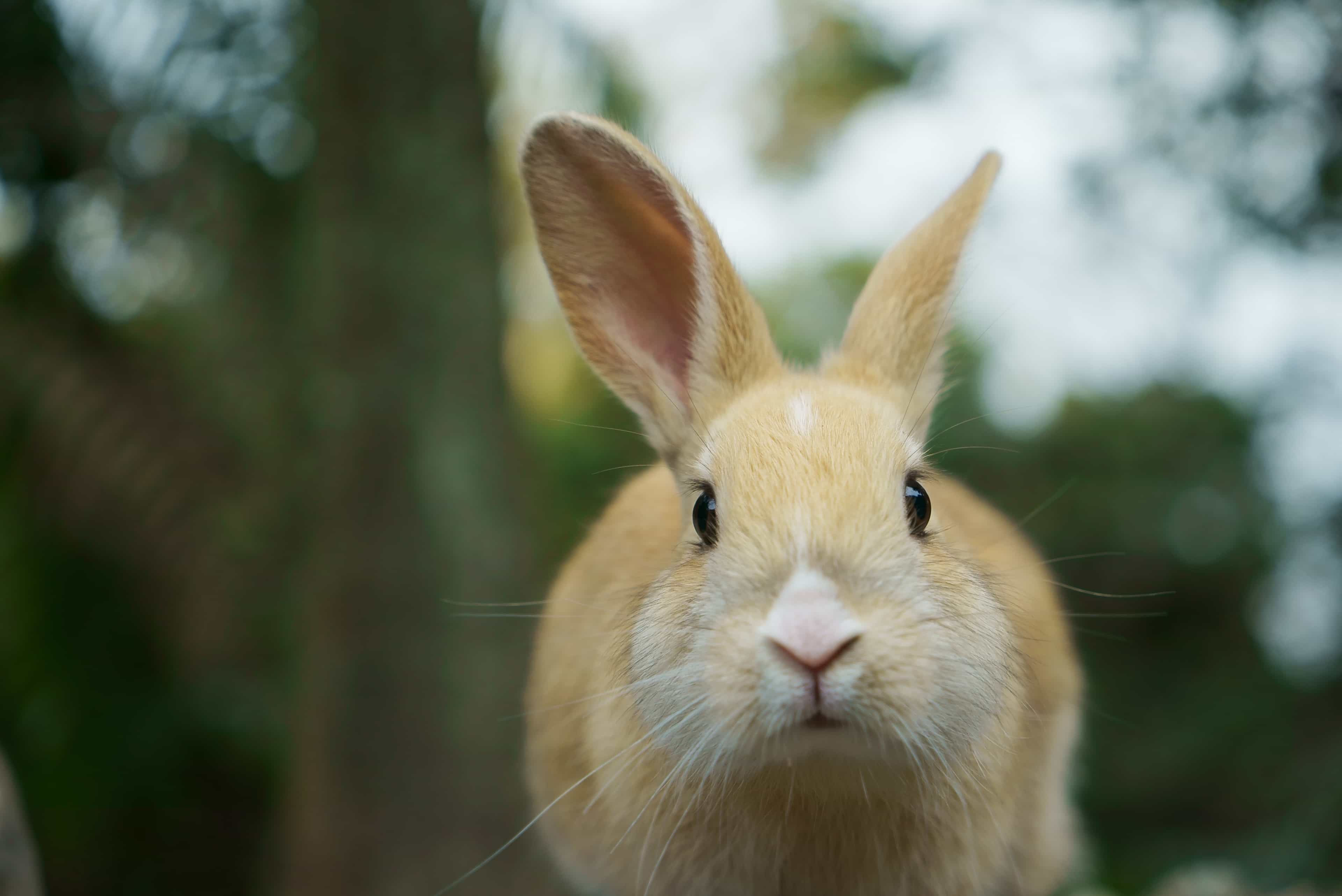 うさぎに最速接近クルーズ＜尾道発着＞