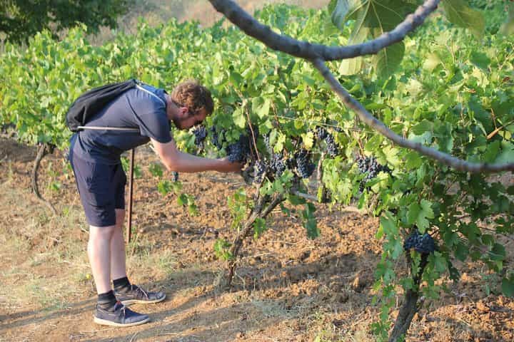Grand Wine Tasting & Food Tour of Berat /By Vato