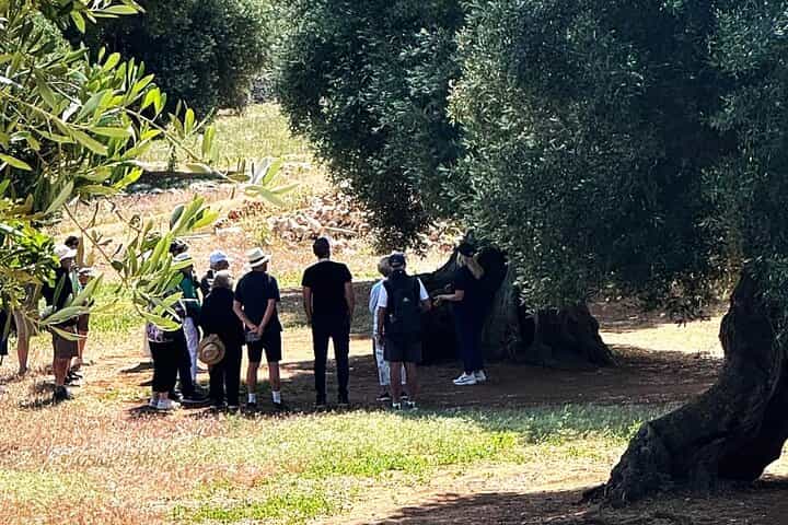 Olive Oil Tour and Tasting Experience in Ostuni