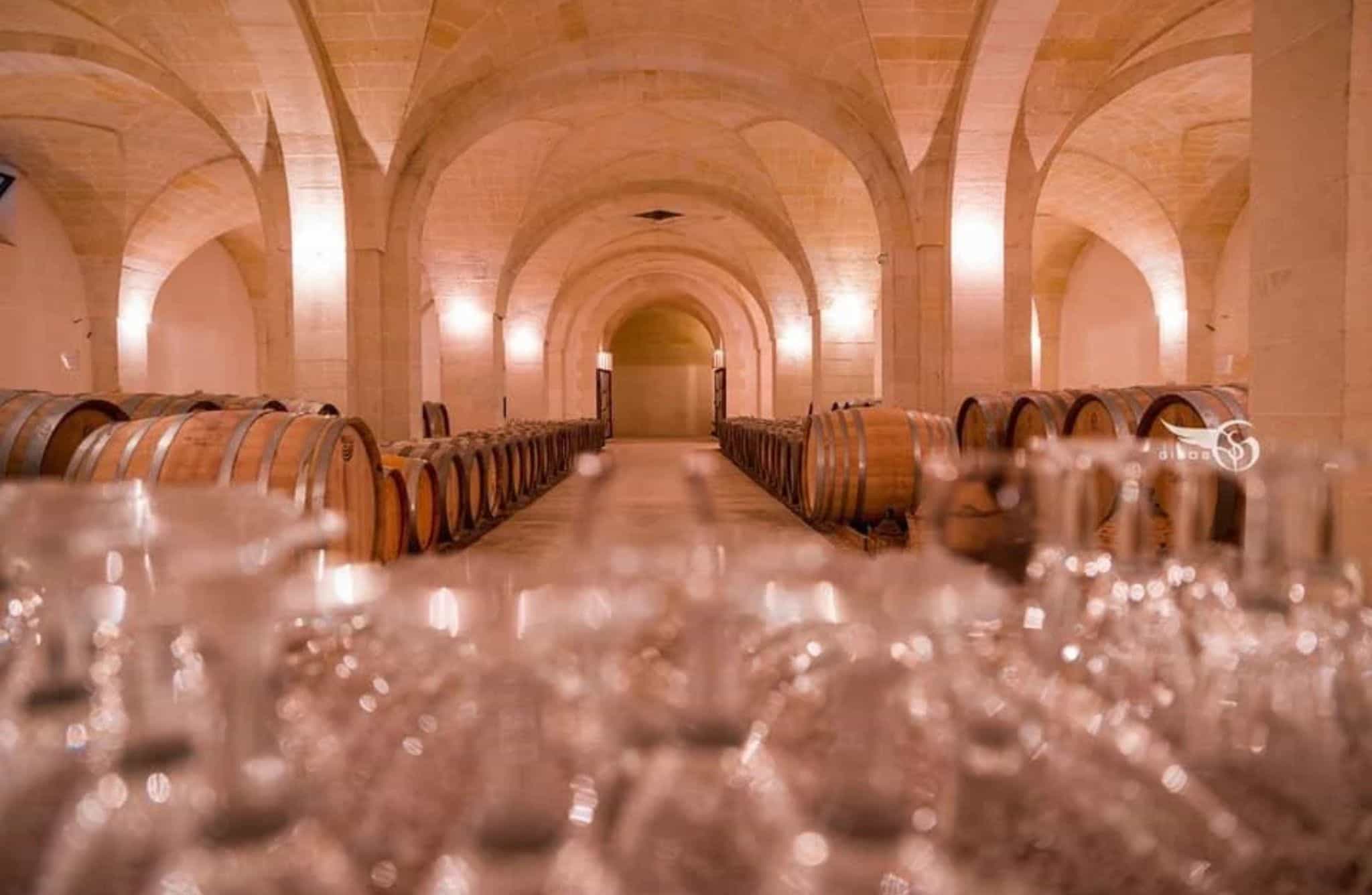 Organic Wine and Olive Oil Tasting Experience near Lecce