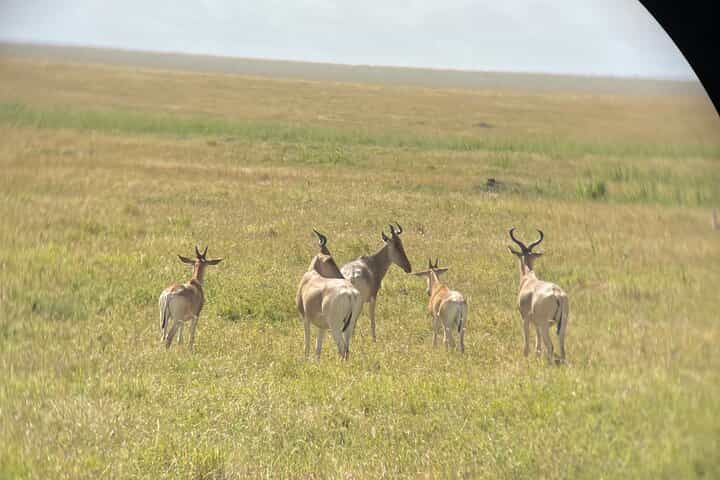 7 Days in the Wild - Serengeti’s Epic Wildebeest Migration Safari