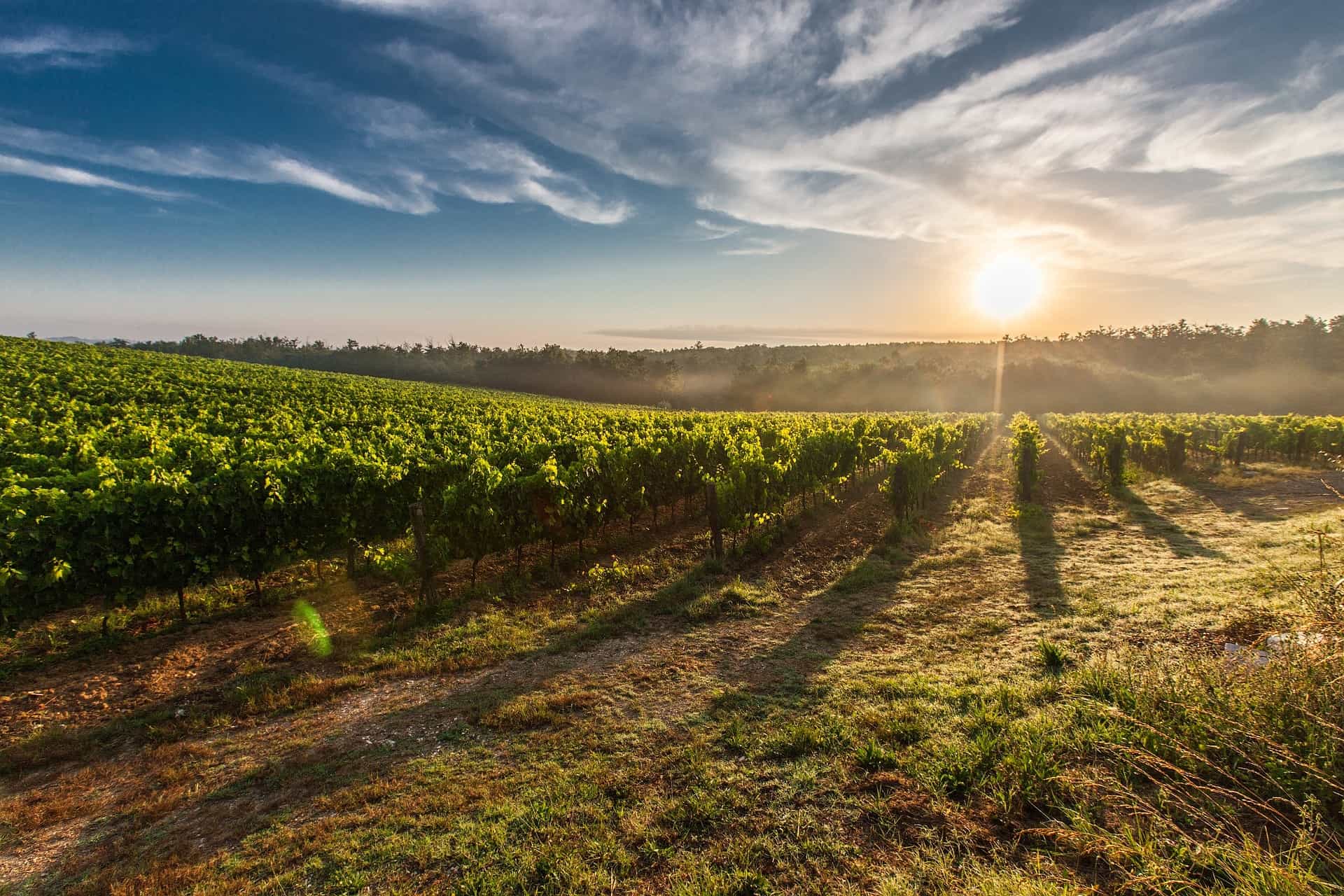 Walkin' the Wine! Stroll around the suggestive Tuscan vineyards & Wine Tasting   