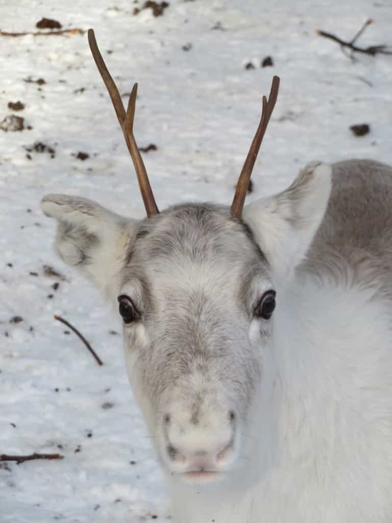 2.5KM REINDEER SLEIGH SAFARI + ICE FISHING