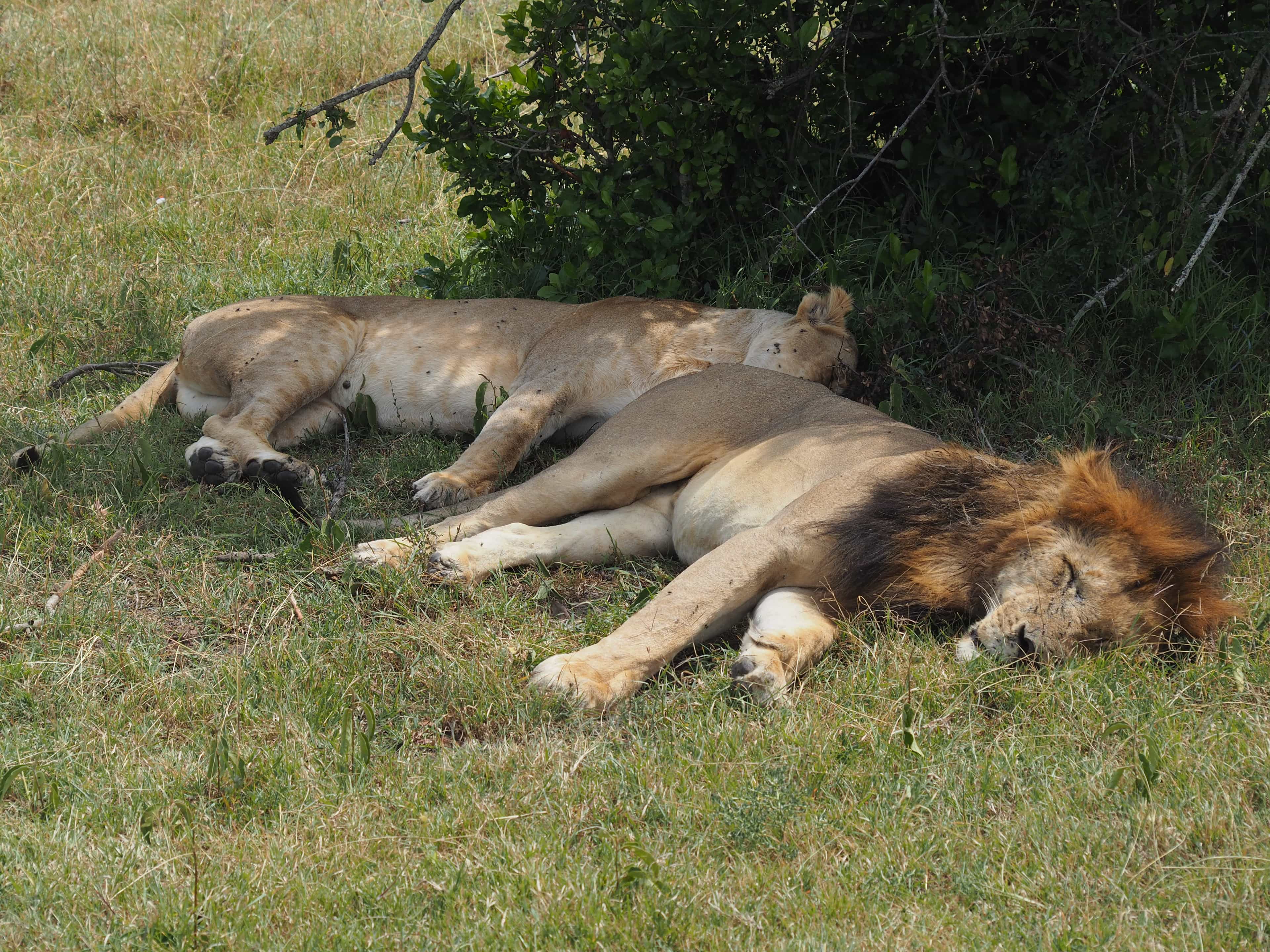 Ol Pejeta Rhino & Big Five Express — Private Day Safari from Nairobi