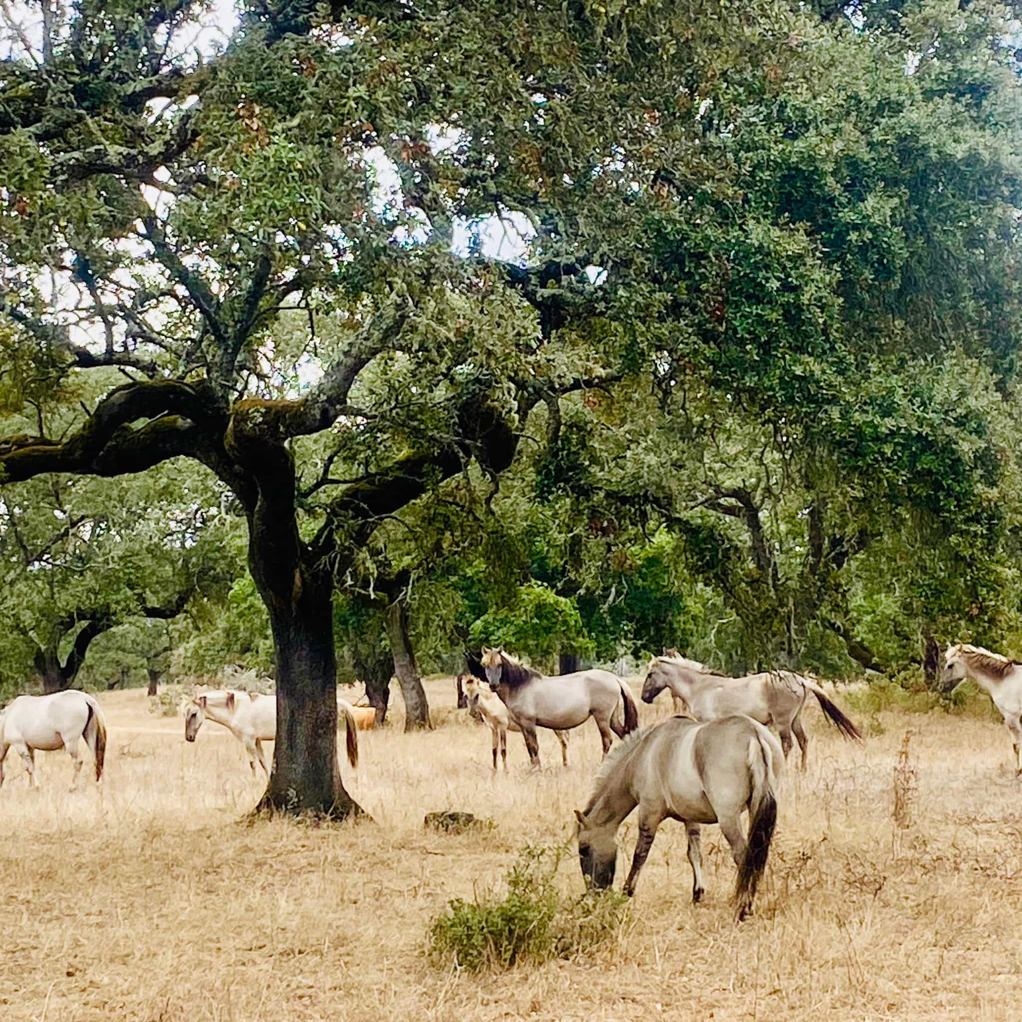 Visita a Herdade Alentejana