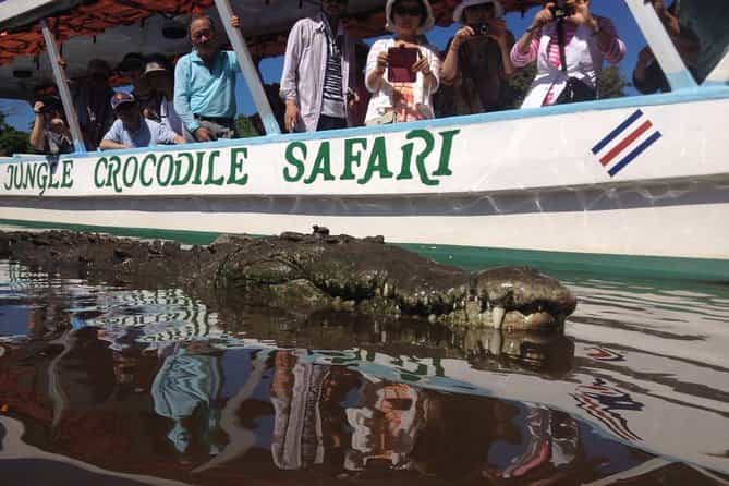 Crocodile Safari / Tarcoles River 