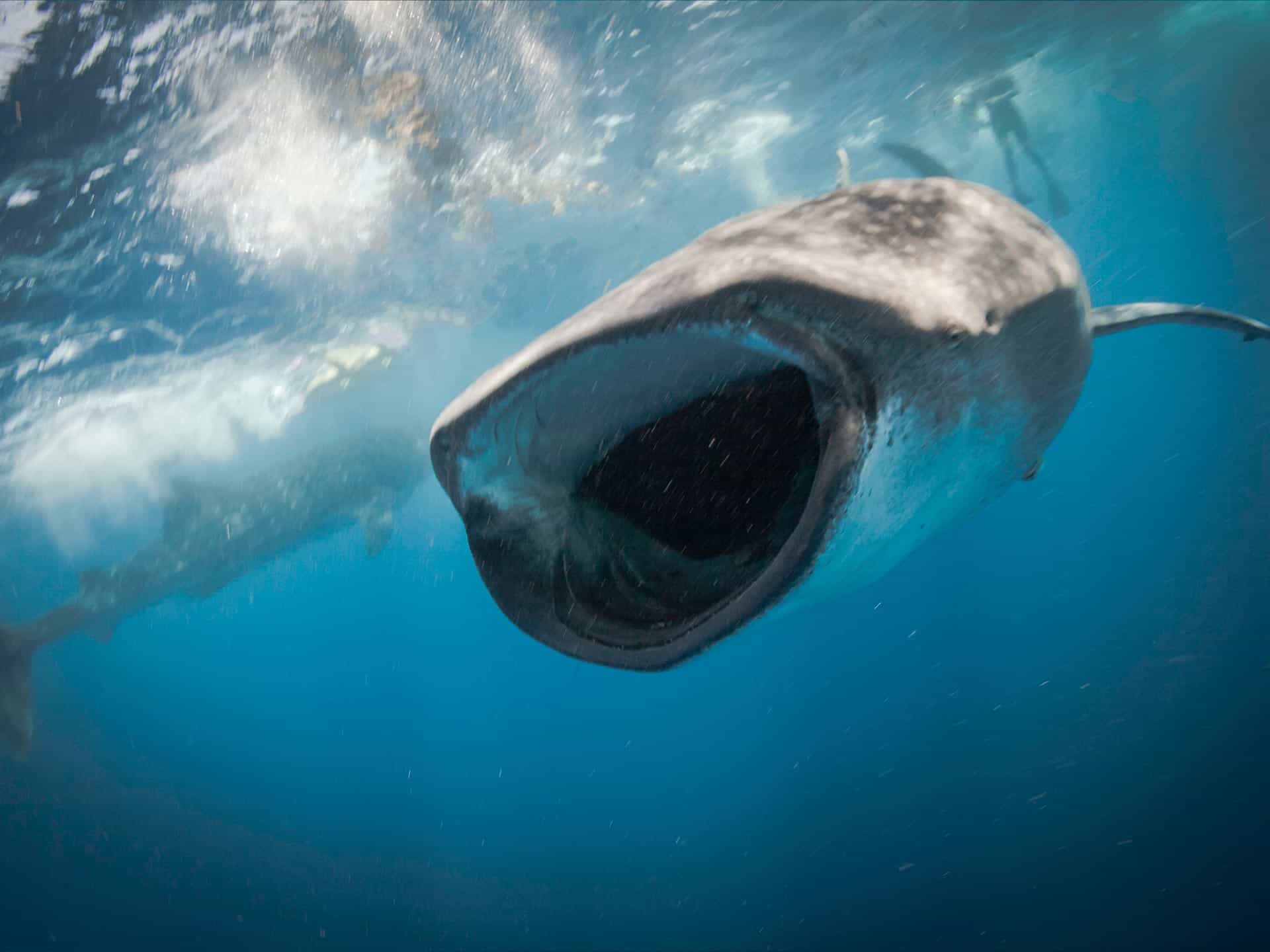 Whale Shark Encounter 