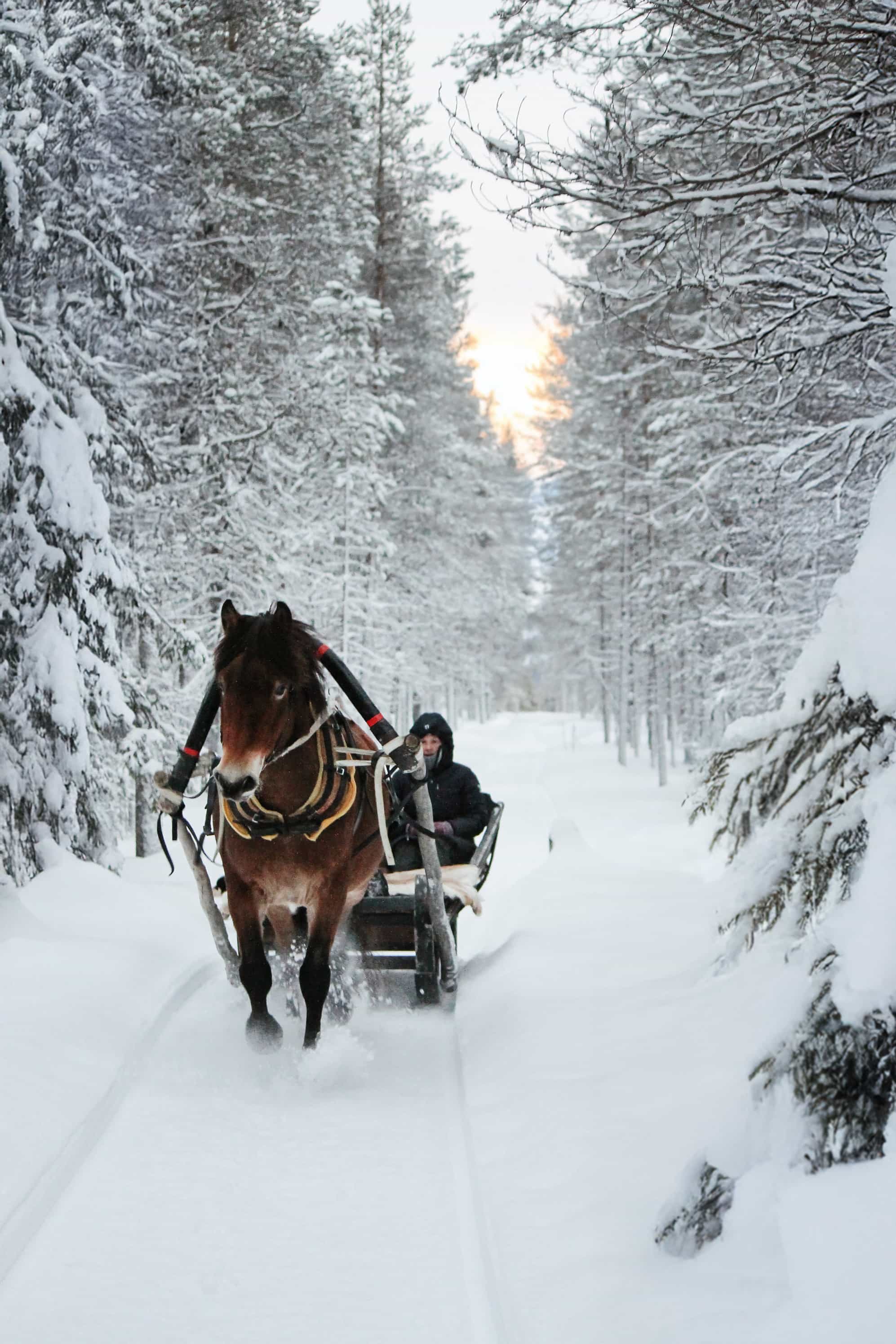 Snowy horse sleigh ride